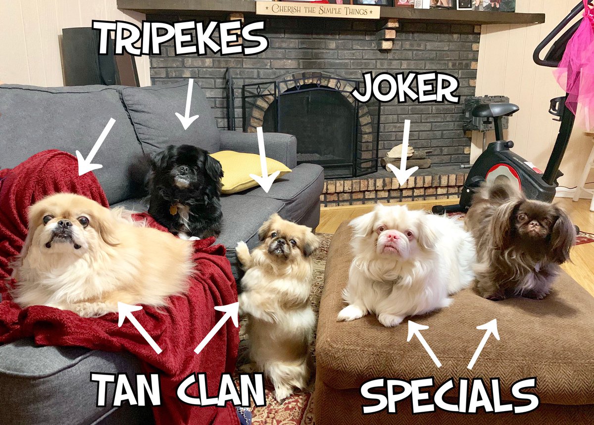 PekeTales's tweet image. We are Peke Tales. We even have nicknames for grouping combinations. 
#AreWeTheOnlyOnesThatDoThis
#WhatIsInAName
#IDoNotCareWhatYouCalMeJustDoNotCallMeLateForDinner
#Pekingese #funnydog #funny #caption #barkpost #buzzfeedanimals #memes
