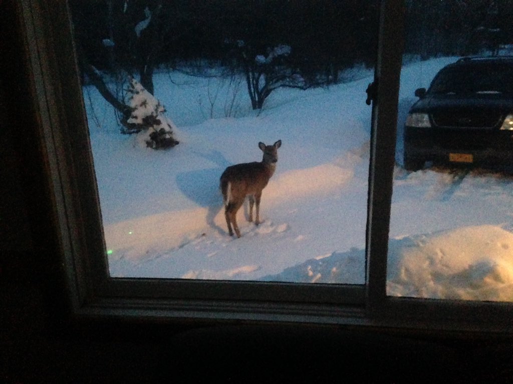 dailystem's tweet image. When you wake up &amp;amp; see a deer standing between your front door &amp;amp; your car, you:
A) say "that's nice"
B) go wake up your kids &amp;amp; say "come look at this!"
#BackyardScience