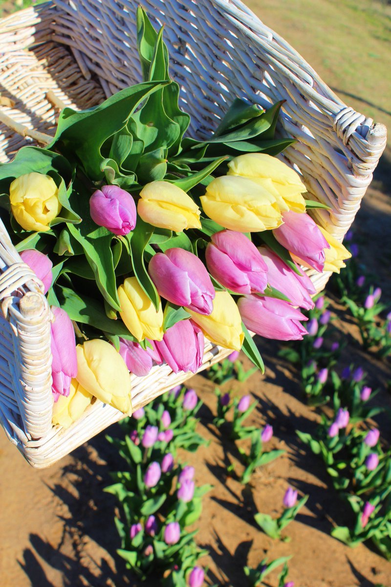 Texas_Tulips's tweet photo. Sun's out, tulips out! 💐 Basket full of fresh tulips picked today! The first varieties are blooming now, ready to be picked. 💚 #texastulips https://t.co/z5oWBAIPII