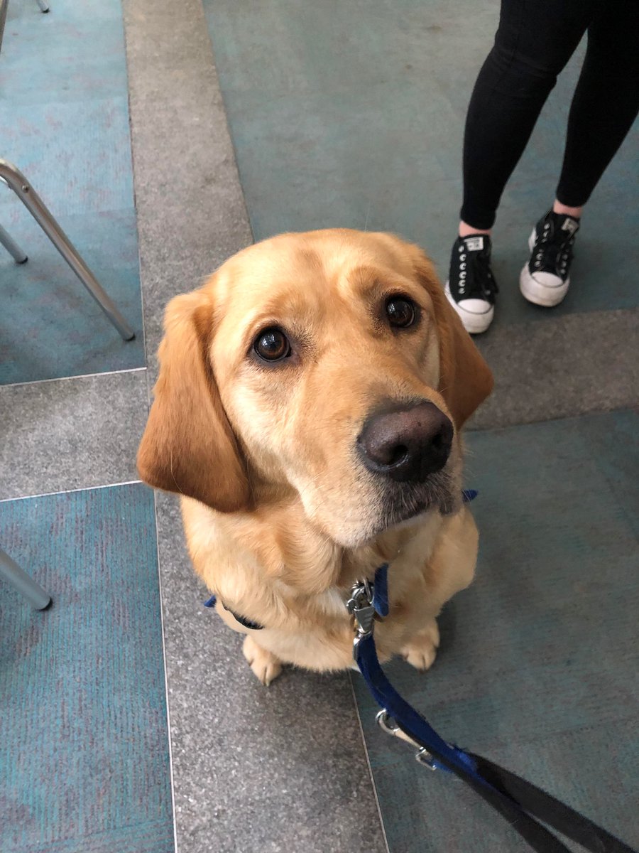 BugsyHerd's tweet photo. Today we have had the fabulous team from @supportdogsuk on site with the adorable Berry , they have been letting colleagues know about the brilliant work they do and how people can get involved @KnowhowSheff @jrknowhowccc @72mcg https://t.co/FKmQ5ro9kN