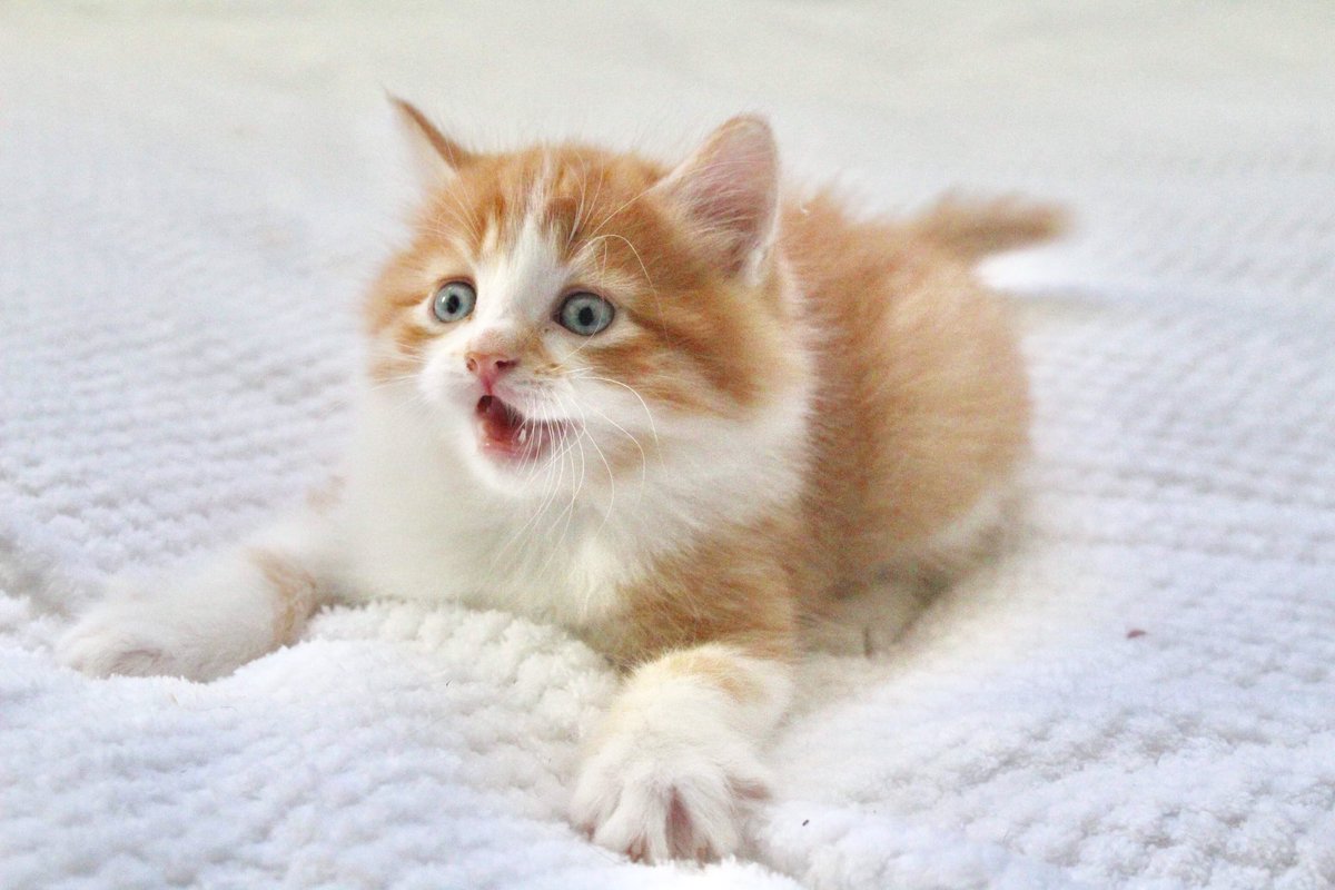 FigaroLale's tweet photo. Did someone say FRIDAY 🙀#figarotheorangecat
.
#topmeowdels #catoftheworld #herocat #weeklyfluff #littleboy #stillcutethough #pawsies_club #kittylookbook #ilovemycat #gato #catworldwide #kittensofinstagram #catworld #meowfeature #bestcats_oftheworld #meowfeature  #katt https://t.co/EjHpqDBLKo