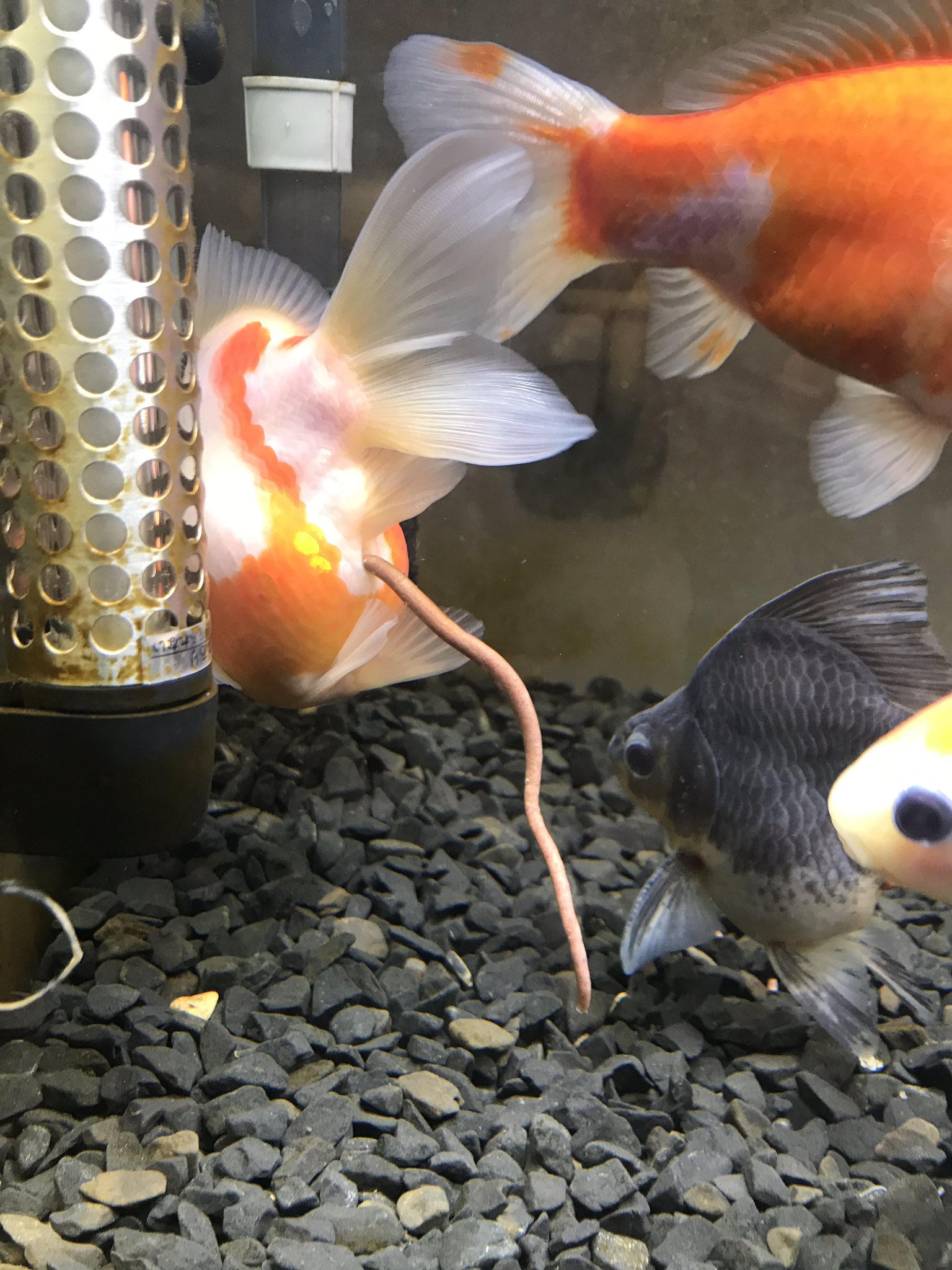 小さい金魚 Al Twitter すごいの出てた プライバシーのため顔は隠させていただきます 金魚 玉サバ 金魚のフン T Co U5ksfzoz3s Twitter