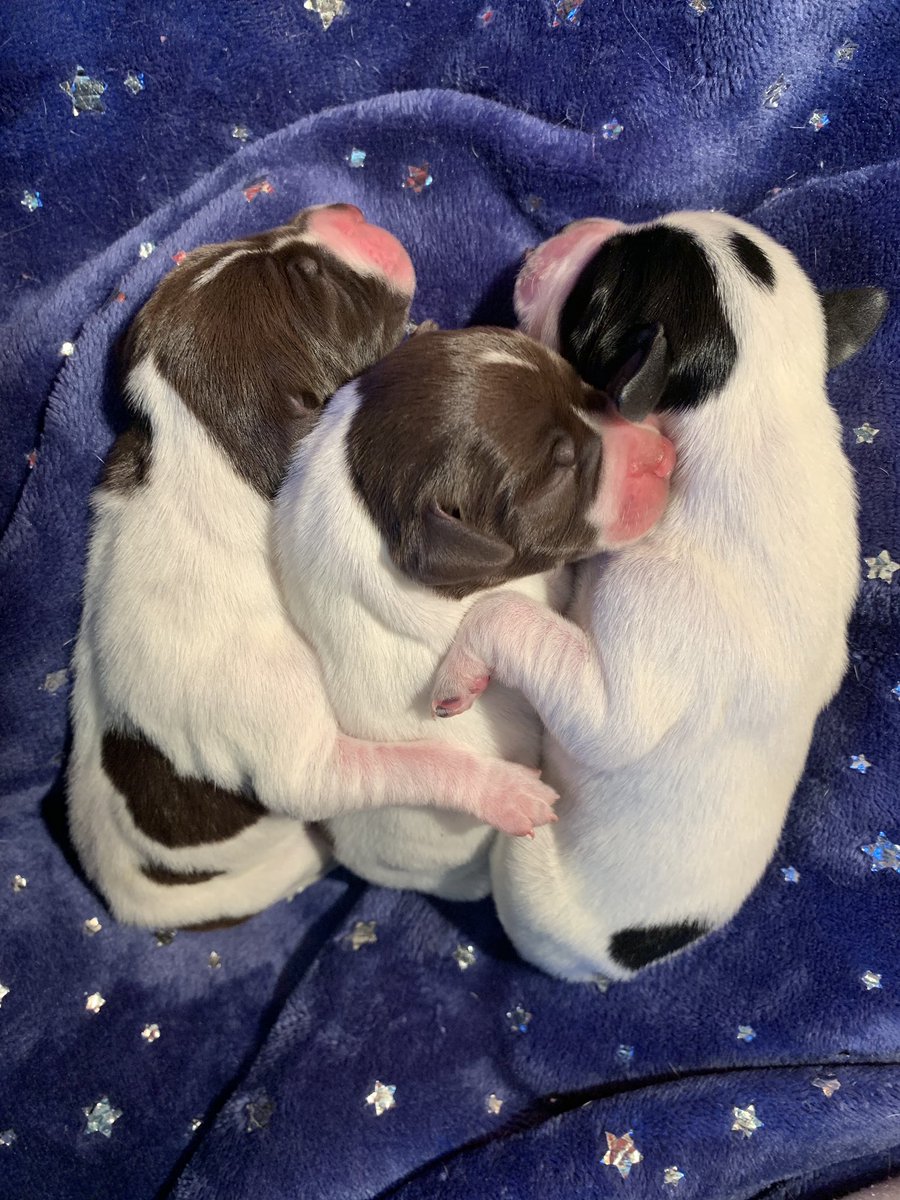 The babies have arrived!  2 boys &amp; 3 girls. All doing well!