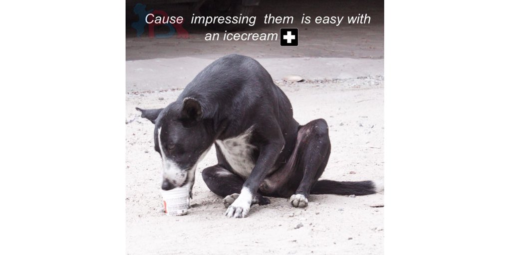 PetButty's tweet photo. Cause happiness is free of cost.
.
.
#petbutty #straydogs #black #dog #dogs #instadog #kwalitywalls #happy #puppy #doggy #indiandogs #indian #dogsofindia #indiadog #empathy #proud #peace #annanagar #chennai #annanagartowerpark #love #cat #foodie #icecream https://t.co/B3O9lY7R7c