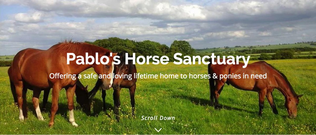 A sneak peek of our latest project with Pablos Horse Sanctuary in Melton Mowbray, a current work in progress!