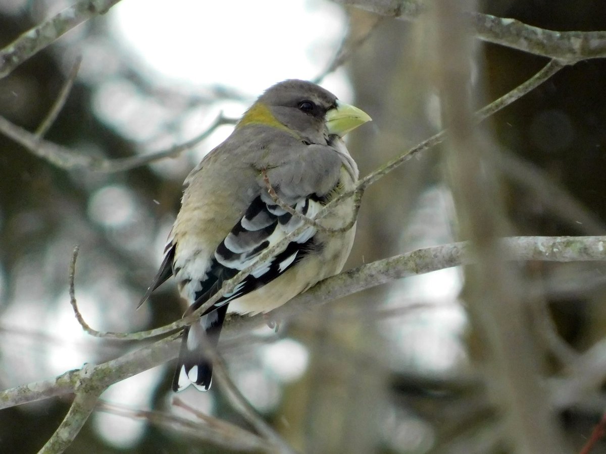 DCNRnews's tweet photo. The #eveninggrosbeak was still hanging around #NescopeckStatePark yesterday. Park staff captured some great photos of their visitor that we had to share! #PAWildlife #PABirding #GetOutdoorsPA #PAStateParks https://t.co/gwpI6efuF0