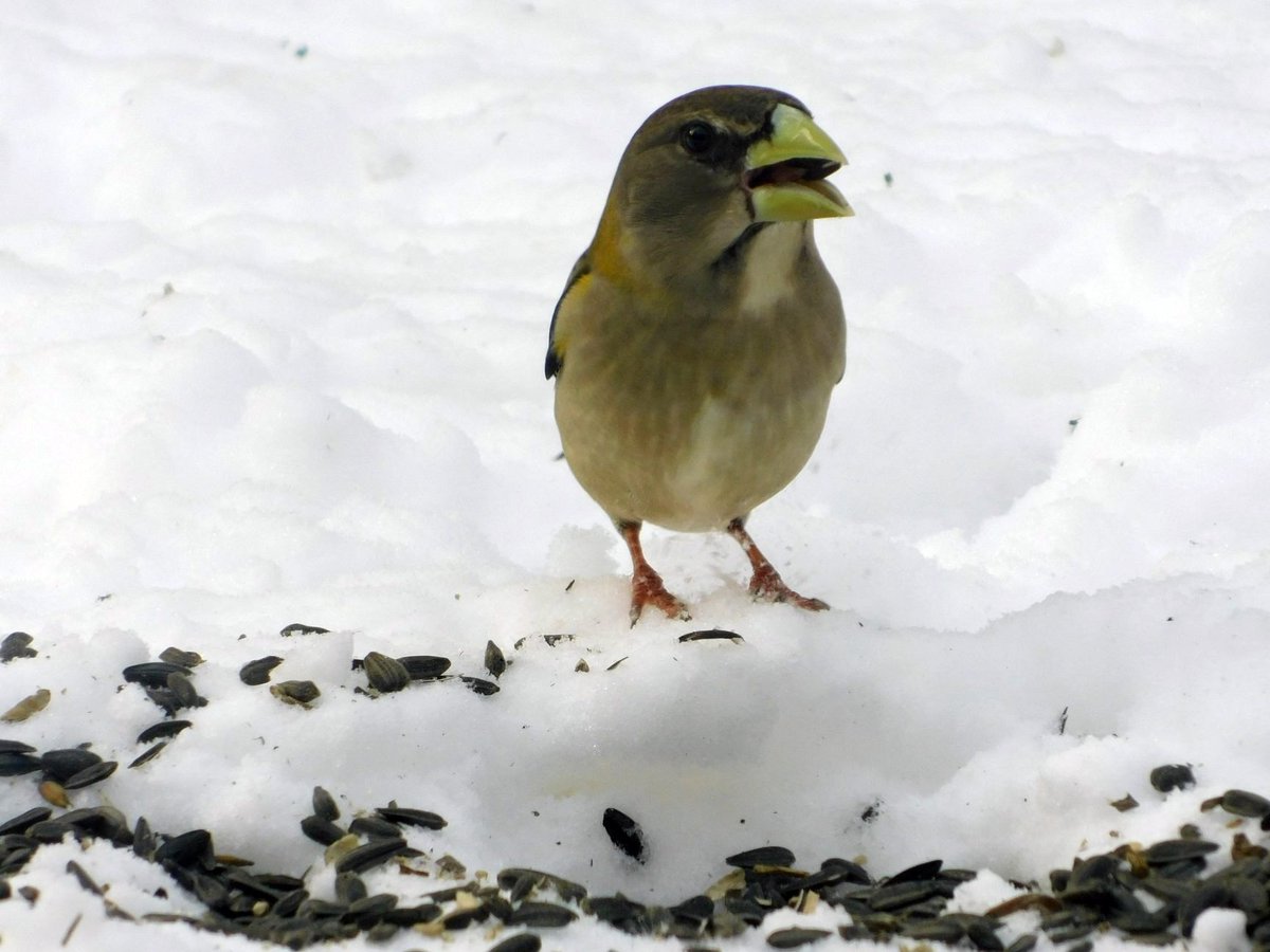 DCNRnews's tweet photo. The #eveninggrosbeak was still hanging around #NescopeckStatePark yesterday. Park staff captured some great photos of their visitor that we had to share! #PAWildlife #PABirding #GetOutdoorsPA #PAStateParks https://t.co/gwpI6efuF0