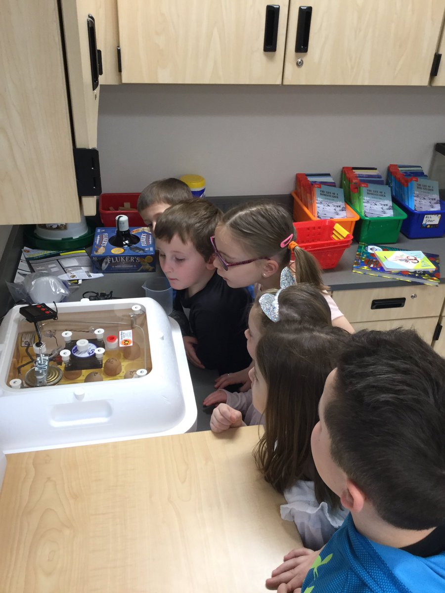 CoraDillMES's tweet photo. Sharing our chickens’ journey with Mrs. Steppeks kindergarten students. @MrsSteppeMES @FTMoyerES @FTSchools https://t.co/dt9VoiBR5N