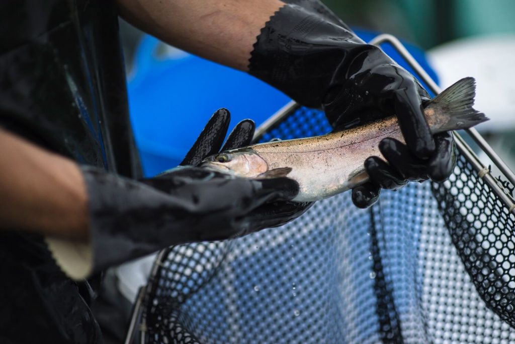 aquaponics trout uk - aquaponic
