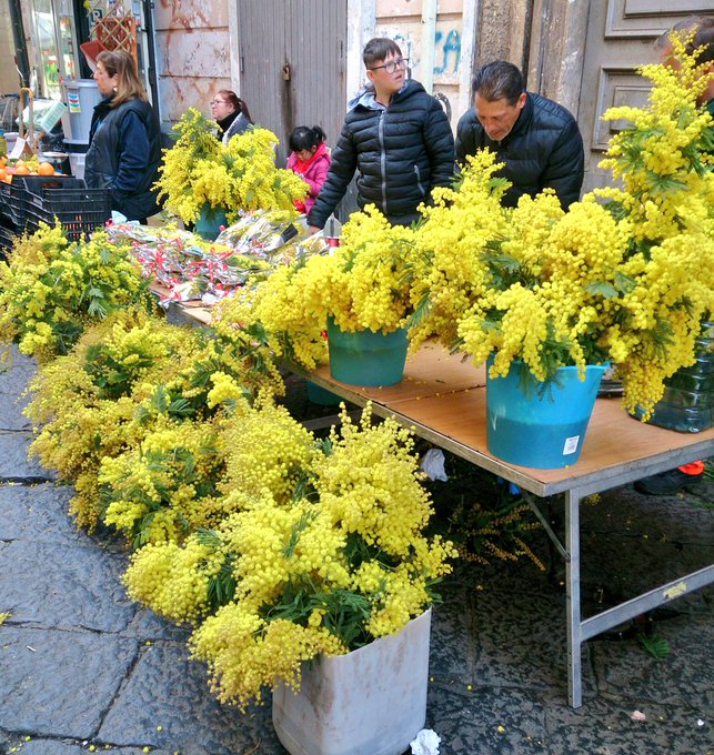 ミモザの花粉症だったらしい 古城と湖の町 イタリア ブラッチャーノ通信