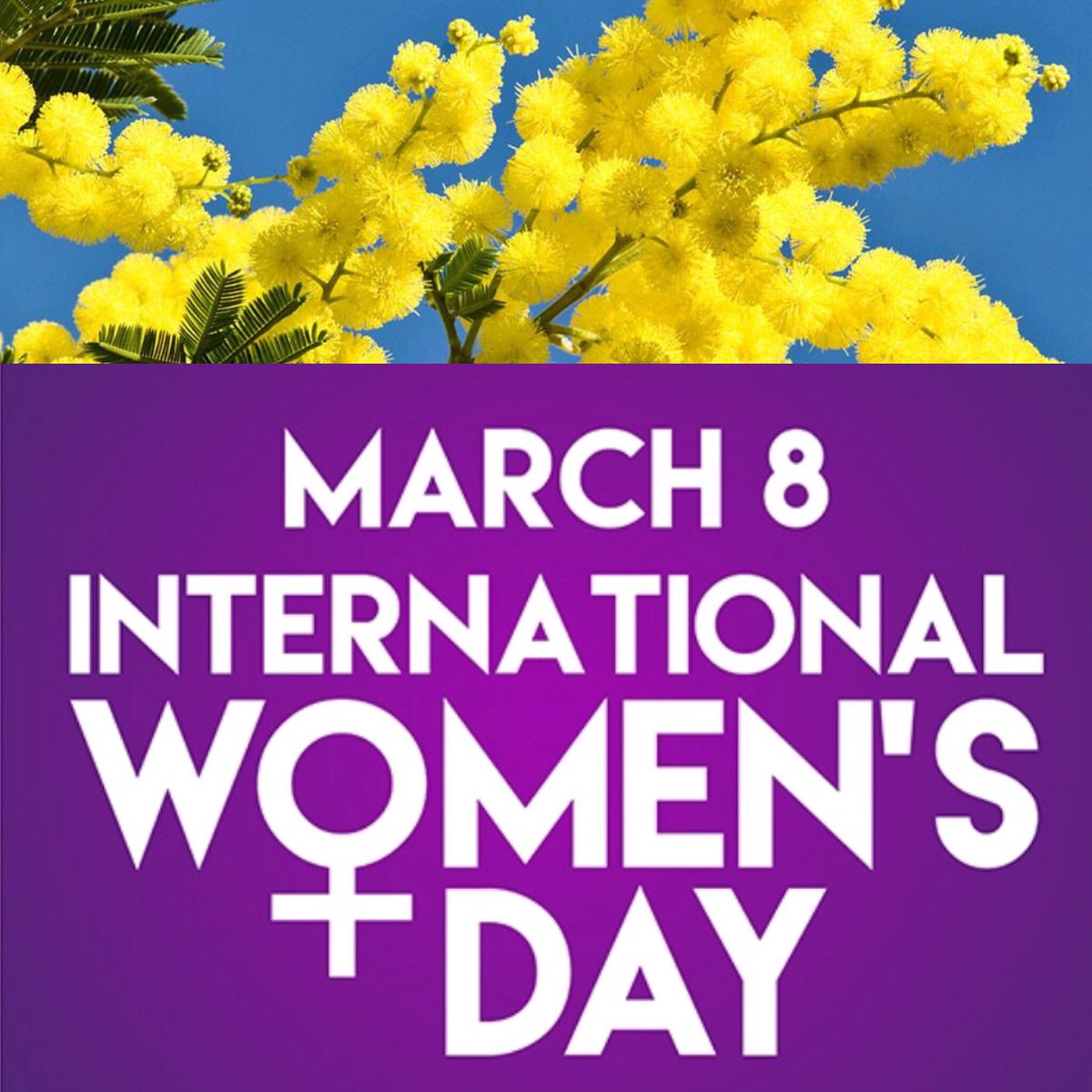 #InternationalWomensDay2019 #mimosa #flower #symbol #of #respect #exotic #cut #flower #flowersbymargo