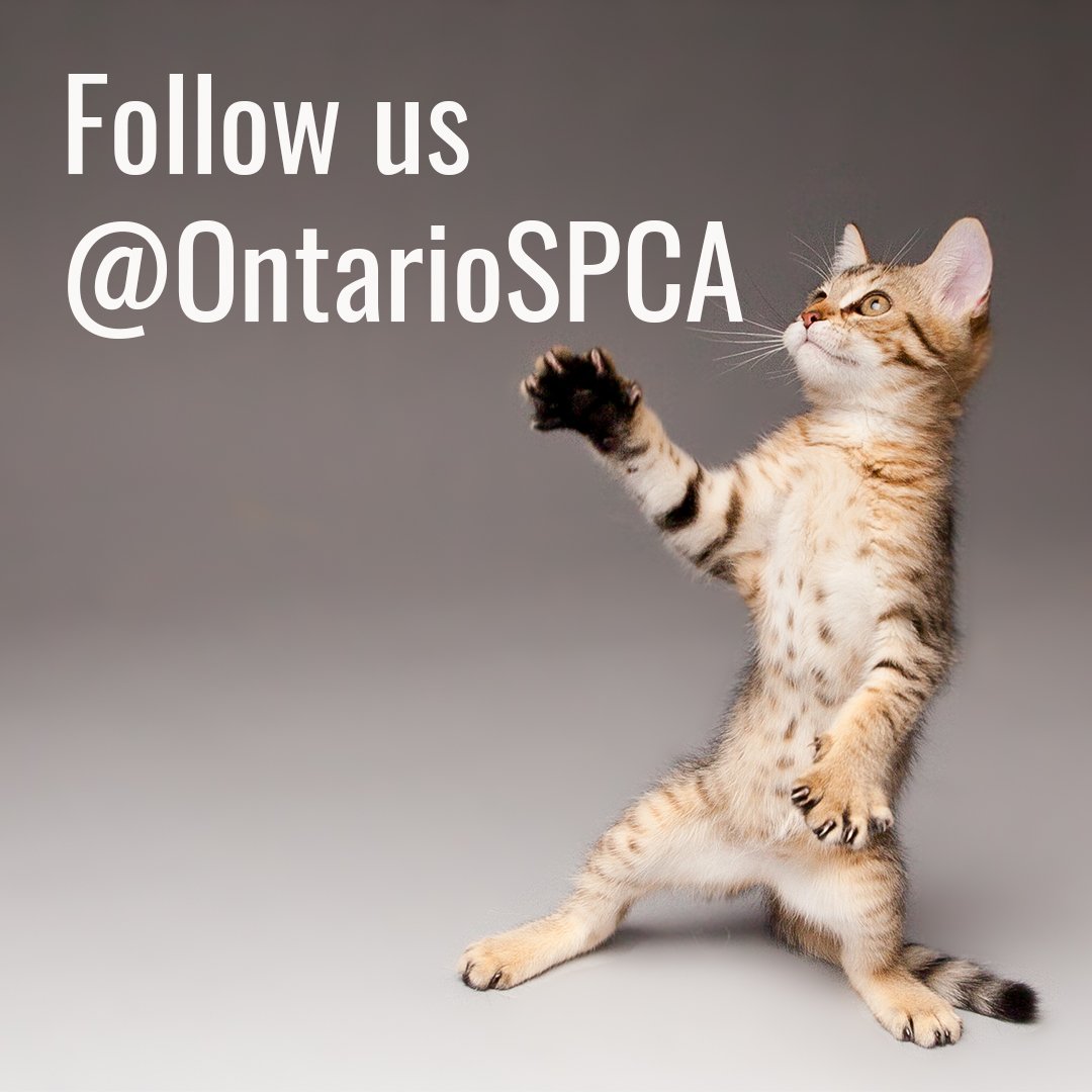 Thank you to all our followers over the years! This account is no longer active. For pet tips and updates on animal welfare in Ontario please follow us at <a href="/OntarioSPCA/">The Ontario SPCA and Humane Society</a> 🐾