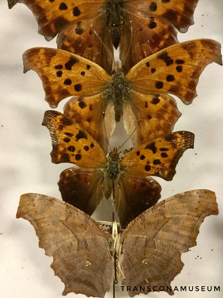 TransconaMuseum's tweet photo. For your #ButterflyFriday: Polygonia interrogationis, the Question Mark butterfly. The silver mark on the hindwing is broken into two parts, a curved line and a dot, looking like a question mark. This butterfly was found in Chicago in 1948. #butterfly #nature #history #rare https://t.co/s1Z2WnPGKi