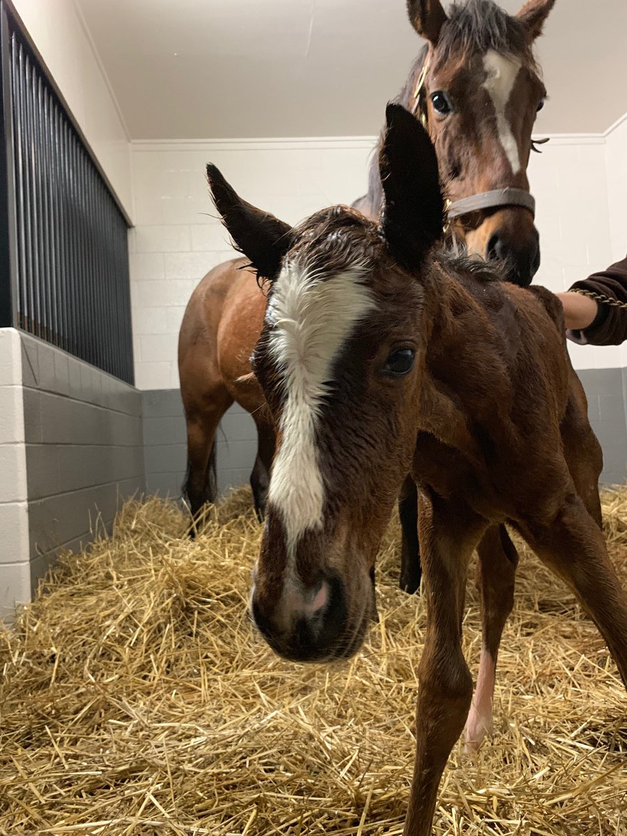 DJFiske's tweet image. #FRANKEL— #UNTAPABLE 2.0