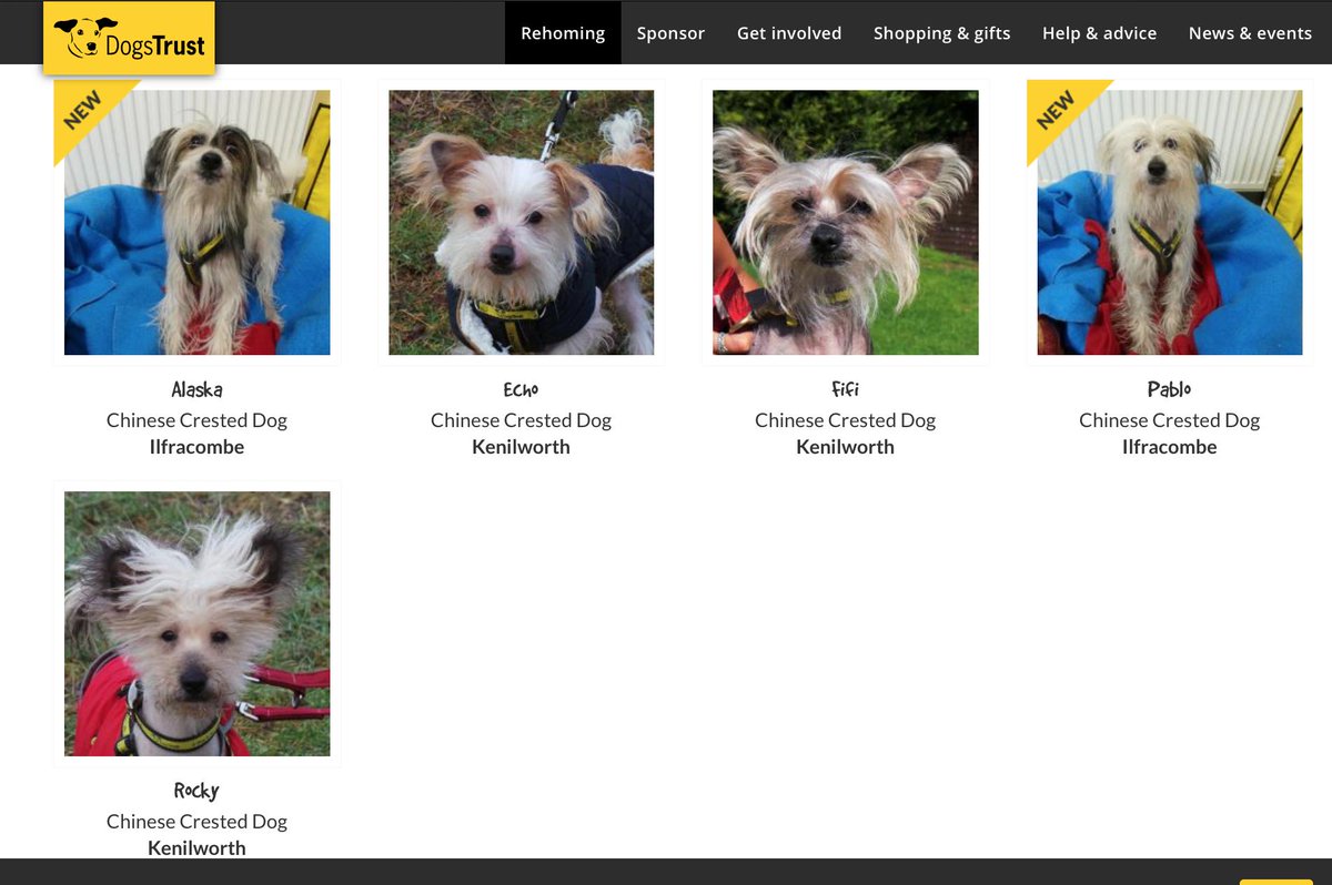 martincabble's tweet photo. I often head to the @DogsTrust page and look under Chinese Crested. Usually never any as they are rather rare in UK. HOWEVER today there is five needing forever homes 😱 I need to wave my CC banner.  If you are thinking of getting a new family member...Adopt, don't shop! 😢😘 https://t.co/WJaYKlNVQy