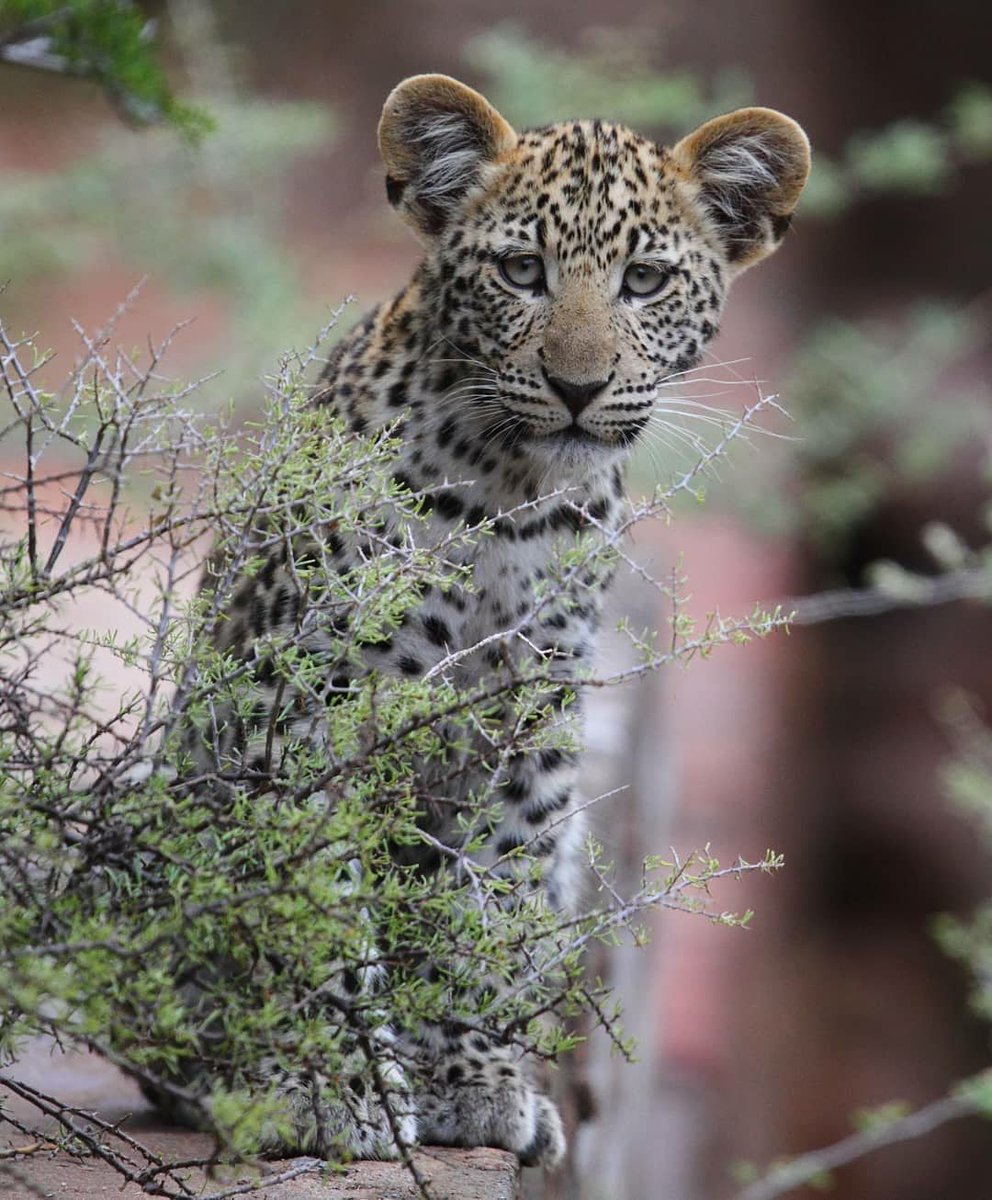 "The general impression is that leopard populations are still plentiful, but I believe we are pushing them to a point from which they won't be able to recover outside of major reserves."
Text  &amp; image by Dylan Smith, head of Dedeben Research Centre, Tswalu.

#safari #SouthAfrica