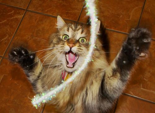 OberonsJ's tweet photo. @Konmai573 Mfw: my boyfriend is finally coming home after being gone a month https://t.co/d6UQaVdf9S