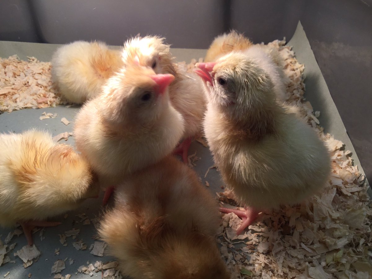 WrootsClassMPS's tweet photo. Four more little chicks hatched this morning! https://t.co/IFBJSp57cI