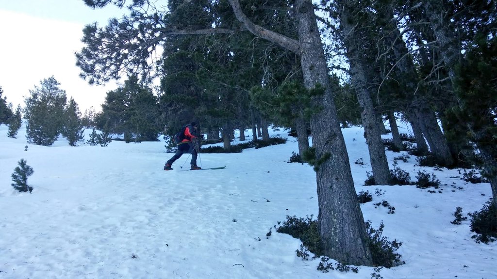pnaltpirineu's tweet photo. Des del @pnaltpirineu s'està realitzant la prospecció de rastres🐾 i excrements 💩 de #gallfer als boscos subalpins de #pinegre🌲 per delimitar de forma precisa les seves zones d'hivernada. Àrees crítiques per garantir la seva conservació i que convé deixar tranquil•les 🤫🚷 https://t.co/0AgO18FgmH