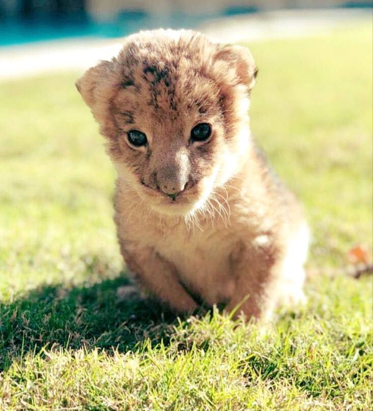 cia_foundation's tweet photo. MEET LITTLE SANAD:
Rescued from a breeding circle in Egypt, @cia_foundation we’re contacted to help him with a permanent, safe sanctuary to go to.
We will be sending Sanad to our friend Princess Alia of Al Ma'wa for Nature & Wildlife in Jordan.
#CommittedToConservation
Cont 👇🏻 https://t.co/wiDQeFJFcb