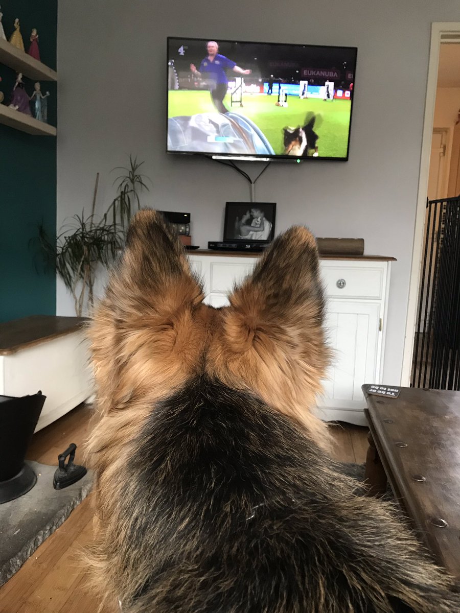 DSmiffy11's tweet photo. Bear won’t move from in front of the tv today #Crufts #GSD https://t.co/9Y6VcXyyBH