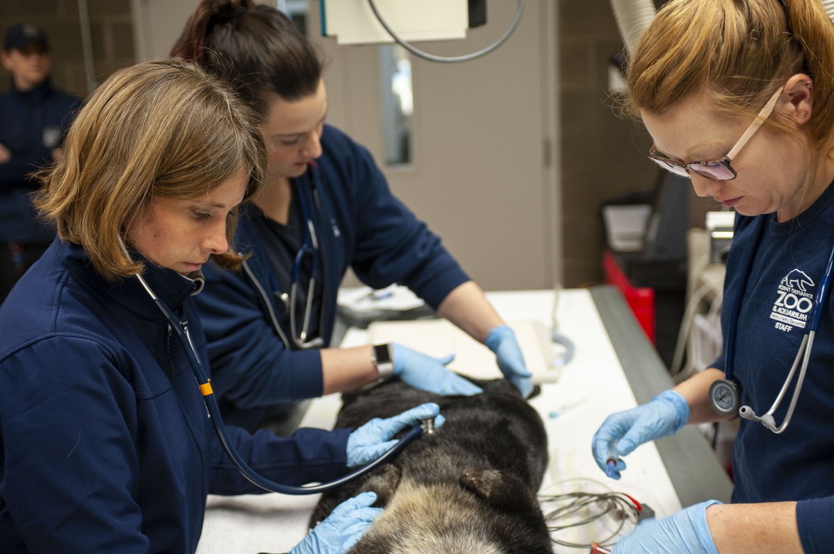 Point Defiance Zoo & Aquarium tweet media