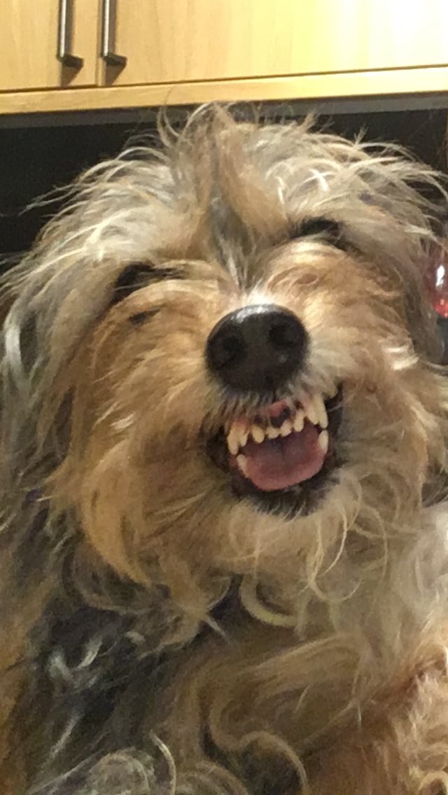 l7vnn's tweet photo. SmileySacha #Crufts https://t.co/N7FkUxQRwq