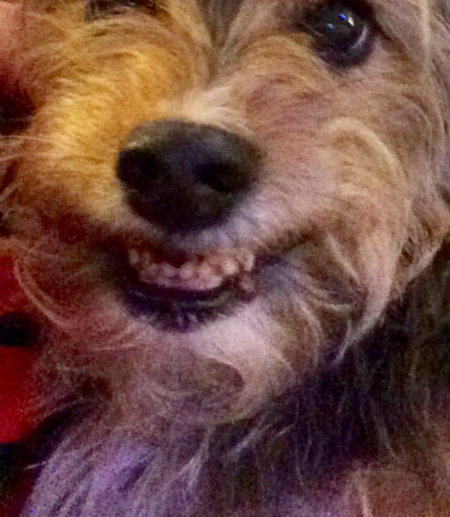 l7vnn's tweet photo. SmileySacha #Crufts https://t.co/N7FkUxQRwq