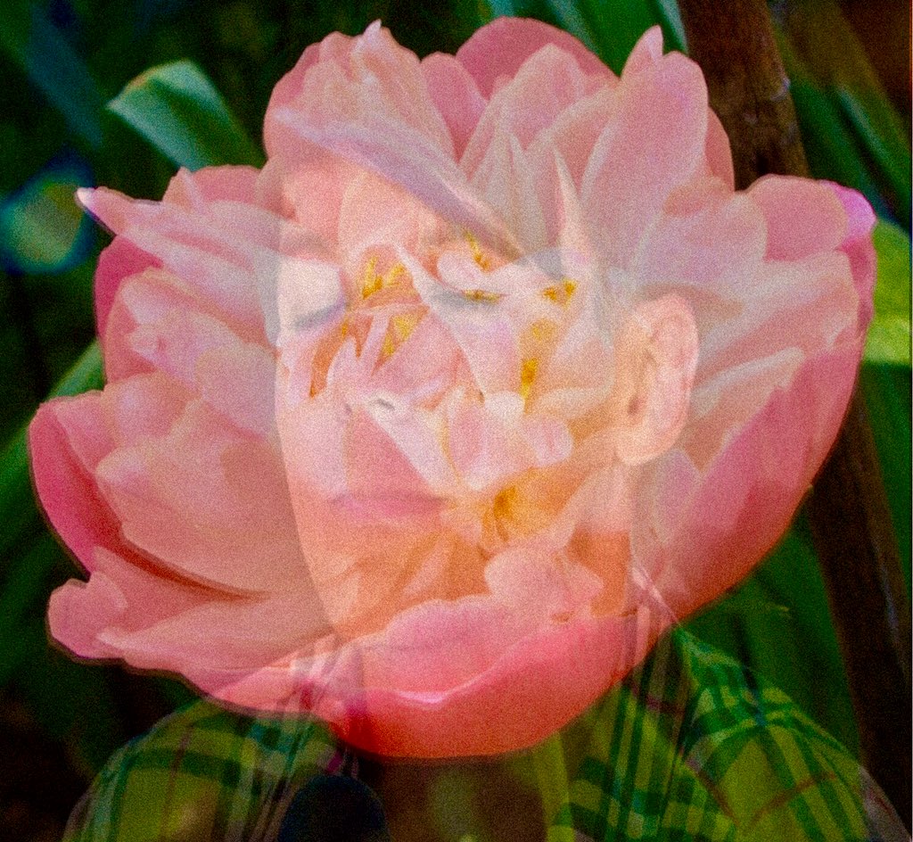 piyatot09's tweet photo. #FlowersForLouis Dandelions and Peony 🌸 https://t.co/Av21AAyYLj