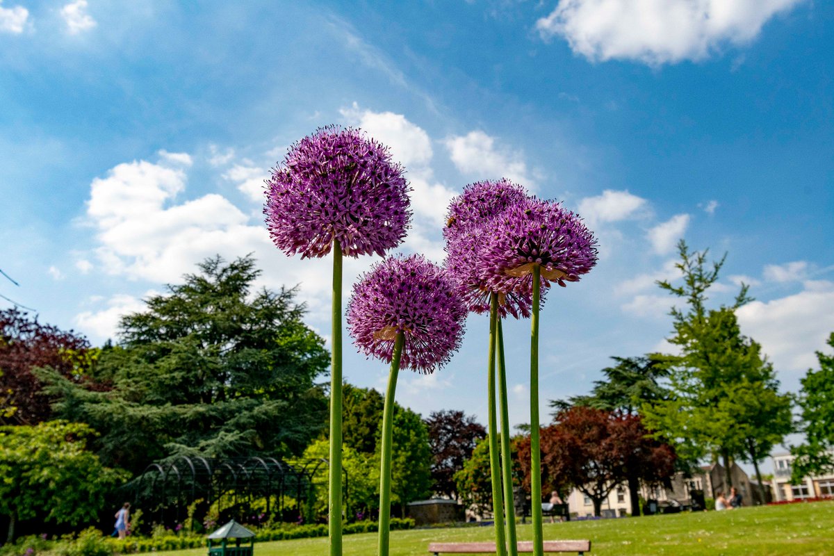 Our photographer has been reviewing his archives for images to enter for our calendar competition. Can anyone remember the purple palms growing over the tree tops last May?? Those were the days.