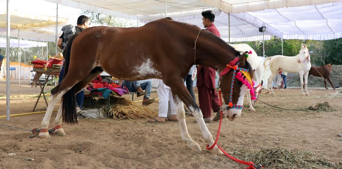 Gujarat Police to hold camps for recruitment of horses