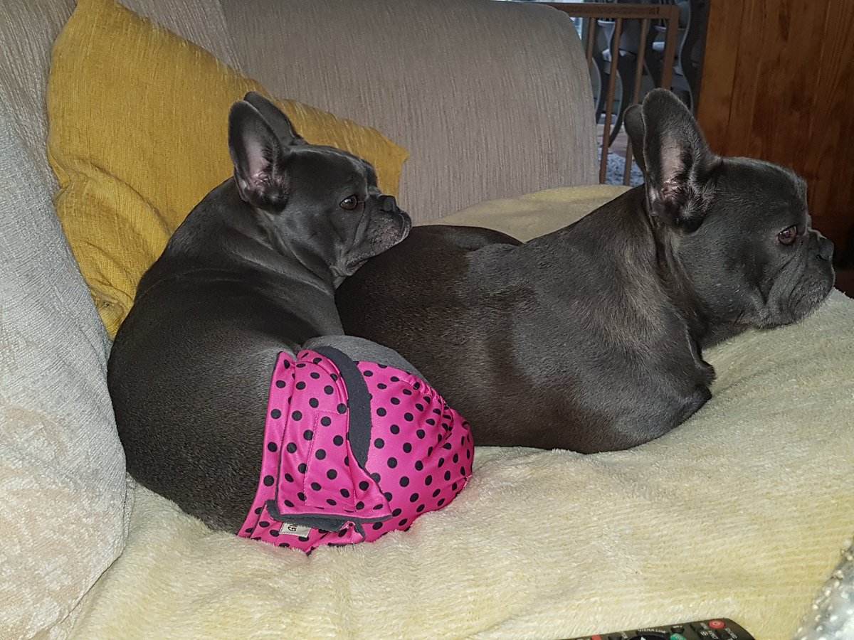 JessiccaTeanby's tweet photo. Watching crufts like 😍

#Crufts2019 #frenchbulldog https://t.co/ZOoYFaF2a3