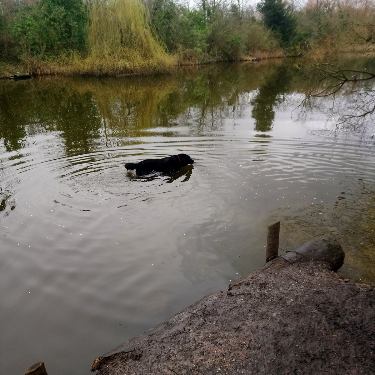 Dogness Monster #portsmouth #huskylab #huskador #minging #hilsealines #foxesforest