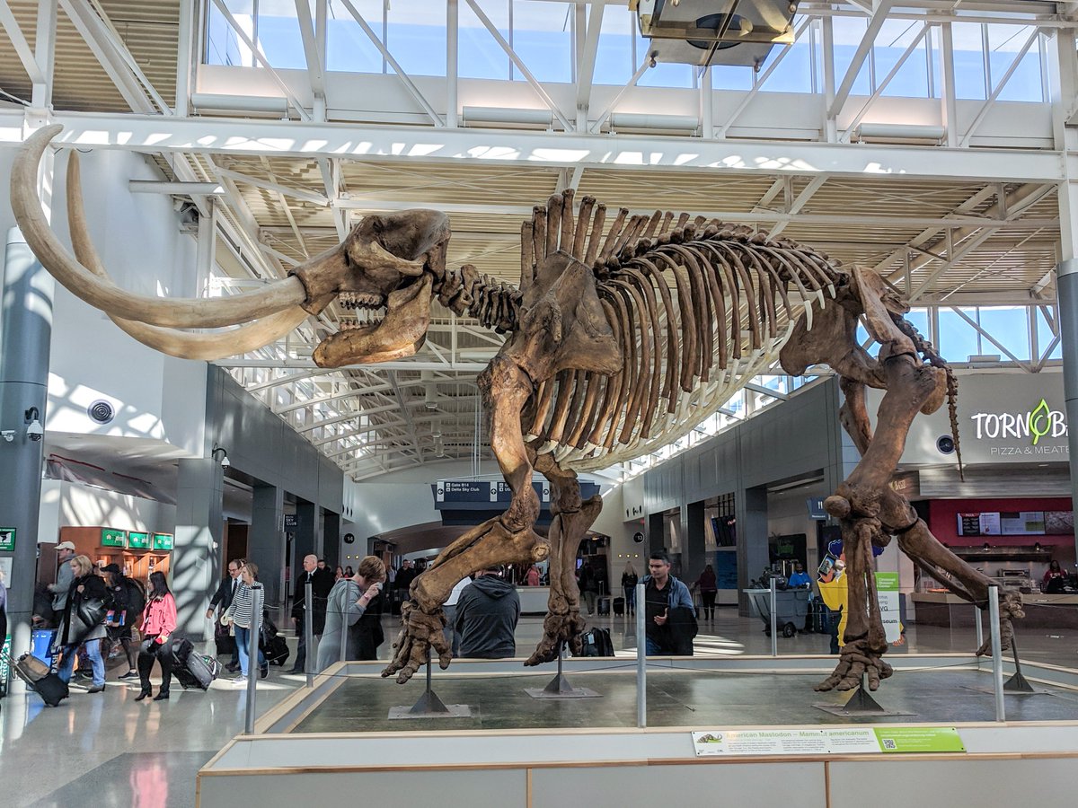 Today #ontheblog I am sharing 'A Family Friendly Side of CVG you haven't seen.' It will show all you need to know to make the next time flying in or through CVG a breeze.@CVGairport #tipsfortravel #cvgnext #cvg
livingamidst.com/archives/3251