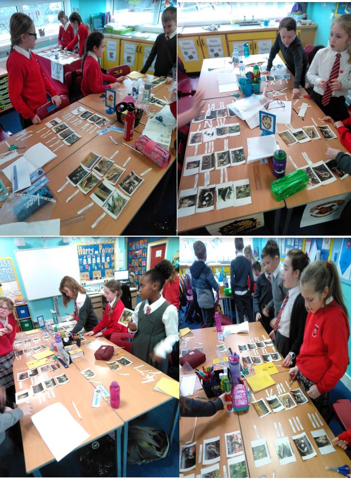 Carolside_PS's tweet photo. P6 were exploring food chains as part of their Animals context for leanring. #CPSactivelearning #activelearing https://t.co/OPlfub97nV