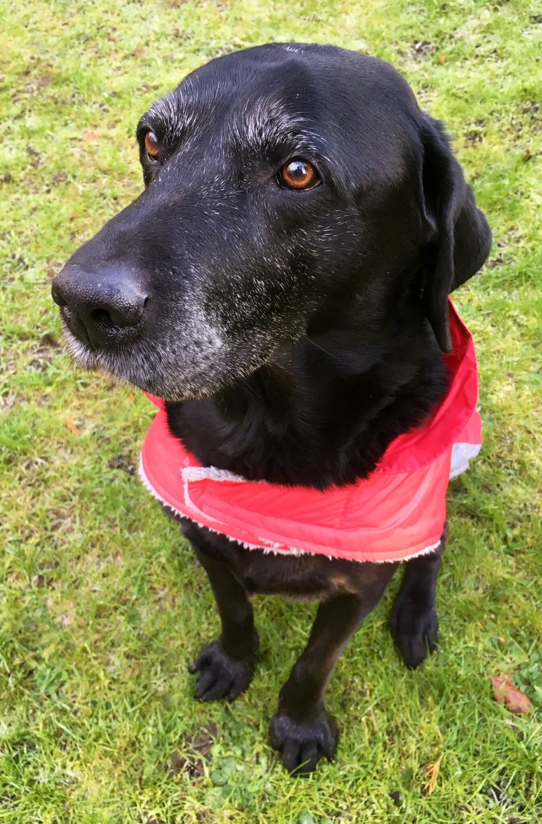 Becks and Charlie Brown tweet media