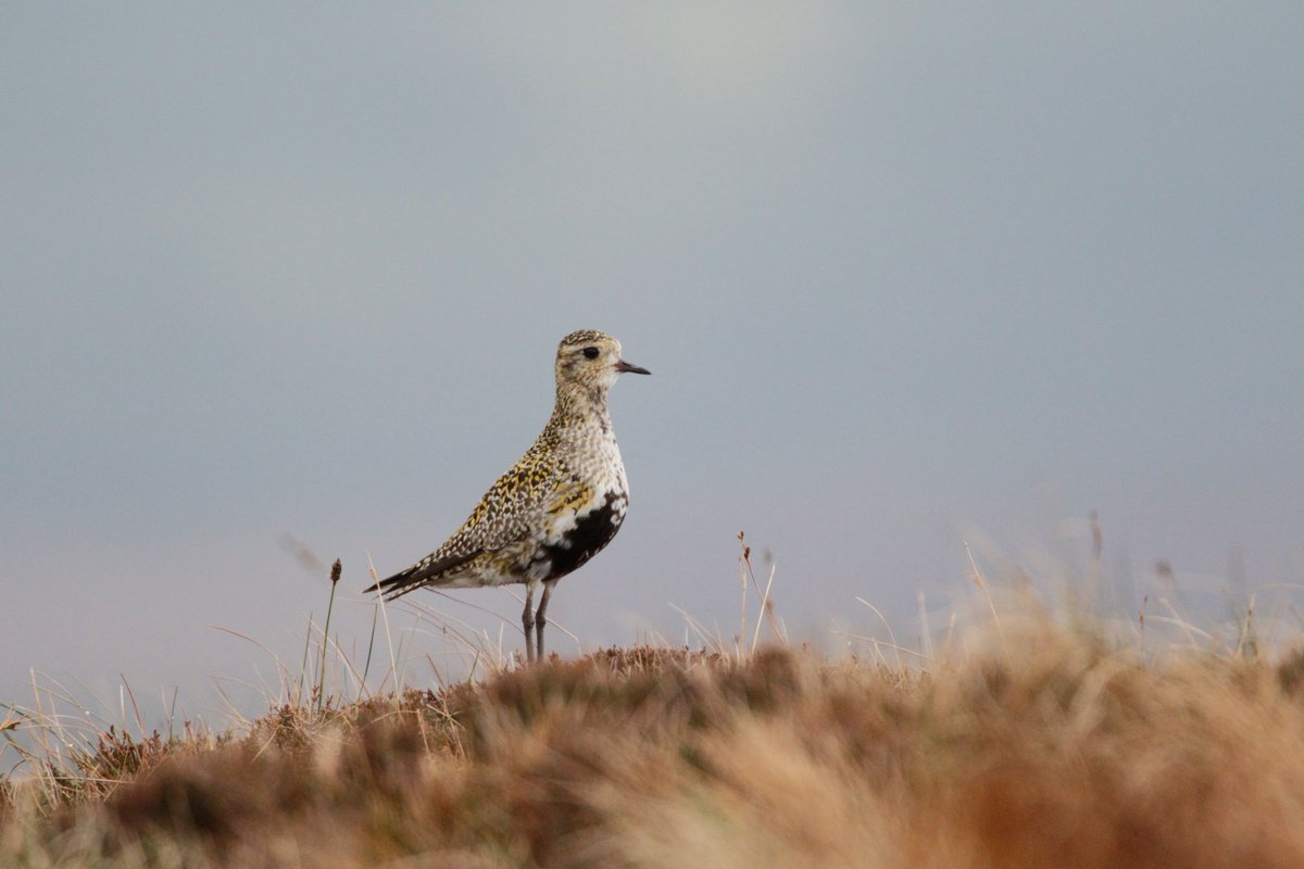 crypticglasgow's tweet photo. @TheFlowCountry is a bountiful home for birds including golden plover and greenshank, while raptors like short-eared owls and golden eagles hunt there. We wonder which of these species have inspired some of the sounds you will hear at @TheBotanics? 21 weeks to go! #FlowFacts https://t.co/vYjGWMF9au