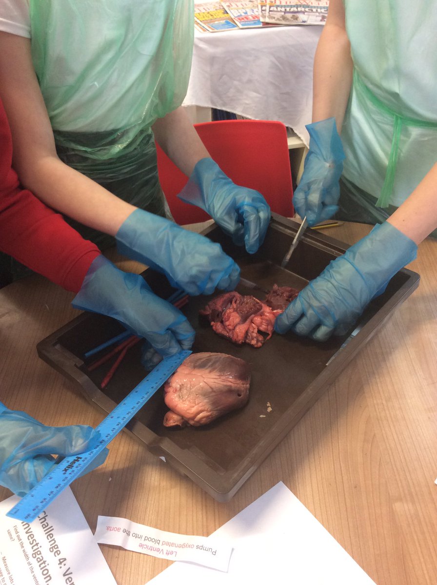 MrChamberlain_'s tweet photo. Dusting off my absolute favourite Year 6 lesson - dissection! Blown away by the maturity and huge engagement from my team today! Well done guys; you totally smashed it. #ActiveHandsActiveMinds #Dissection #ScienceLearning 💖💖 https://t.co/OtRjAQ161j