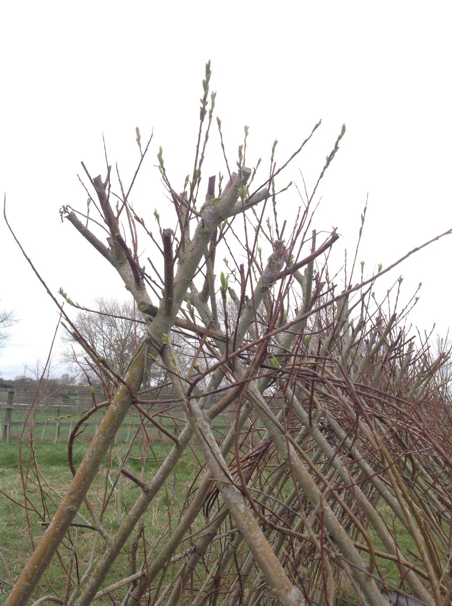 Chaddesley Corbett tweet media