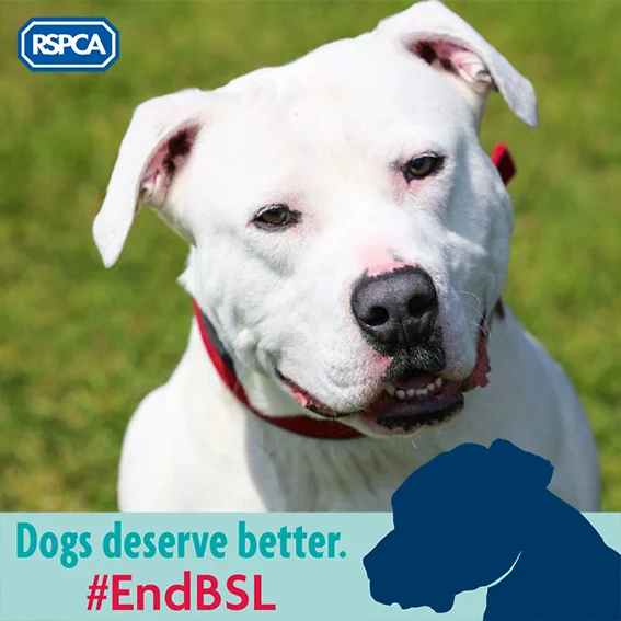 Image from Amy Ockelford (@RSPCA_Amy)