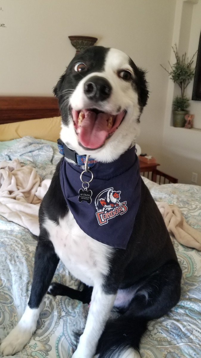 CondorsBC's tweet image. The @Condors road games are going to be so great this weekend that even our pets have gotten in on the cheering action! #CondorsCritters #Hockey #Bakersfield #Condorstown #River
