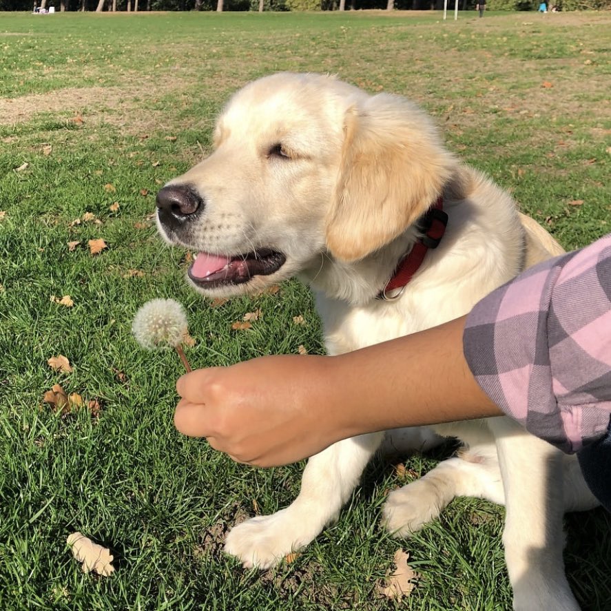 dog_rates's tweet image. This is Waffles. He can’t believe you let him taste the spicy flower. He usually loves everything. So much he’s been diagnosed with OAVRT, meaning his heart consistently beats way too fast. Surgery can correct it, and you can help him get it below. 13/10

gofundme.com/f/heart-surger…