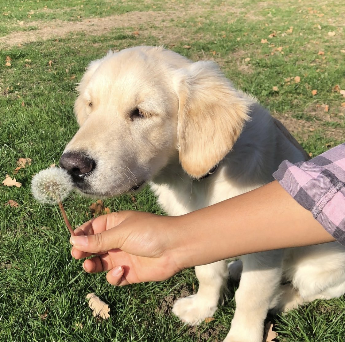 dog_rates's tweet image. This is Waffles. He can’t believe you let him taste the spicy flower. He usually loves everything. So much he’s been diagnosed with OAVRT, meaning his heart consistently beats way too fast. Surgery can correct it, and you can help him get it below. 13/10

gofundme.com/f/heart-surger…