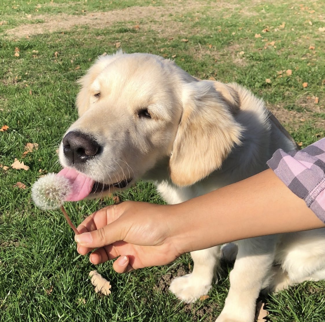 dog_rates's tweet image. This is Waffles. He can’t believe you let him taste the spicy flower. He usually loves everything. So much he’s been diagnosed with OAVRT, meaning his heart consistently beats way too fast. Surgery can correct it, and you can help him get it below. 13/10

gofundme.com/f/heart-surger…