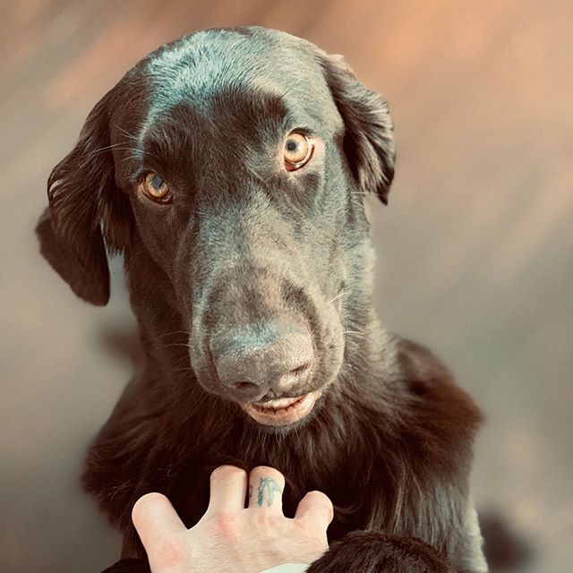 The little office dog is very happy that it’s Friday! #kamu #liverflatcoat #flatcoatedretriever #retrieversgram #officepup ift.tt/2Ca1fqr