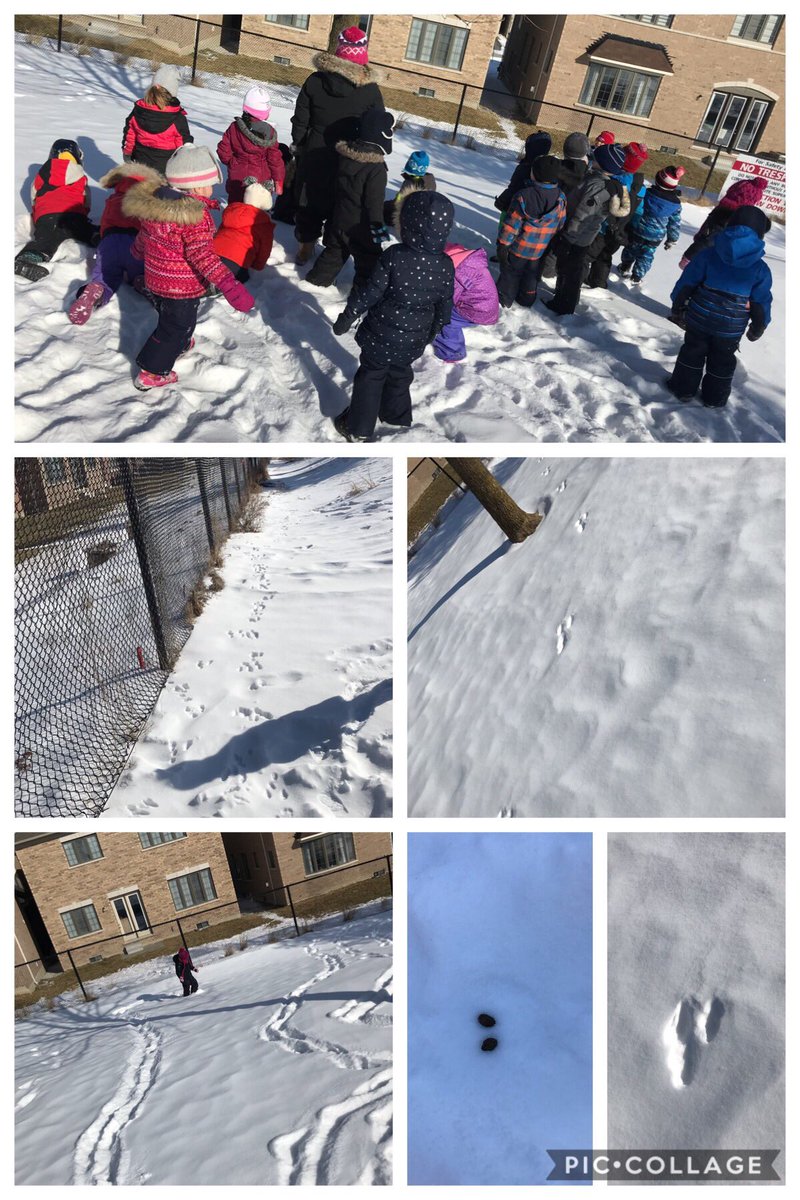 SESKinders's tweet photo. We found #tracks and #bunnypoop. We also made our own tracks in the fresh snow. #OutdoorLearning #YRDSBEarlyYears #YRDSBGetOut https://t.co/ouY2OD64Cb
