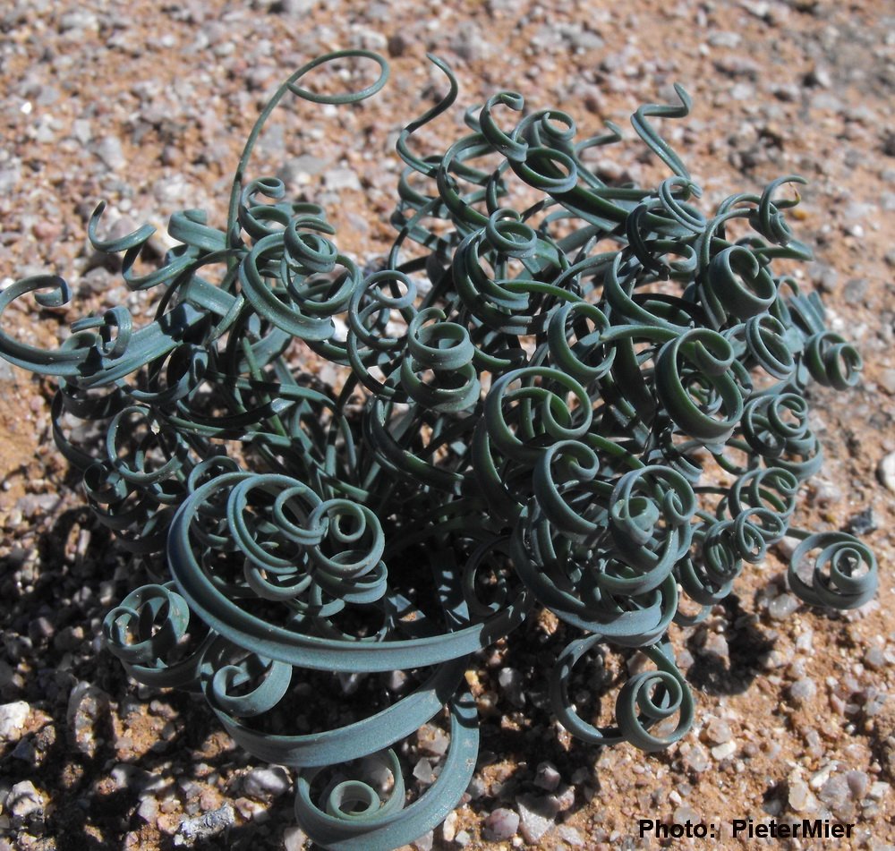 #WeirdPlants   Gethyllis linearis is winter growing bulb native to Southern Namibia through the Eastern Cape of South Africa.  It's claim to weird fame are the super spiraling leaves.  These leaves dieback during the hot, dry summer.