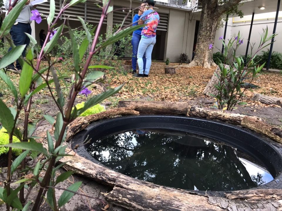 _HHS_NHS_'s tweet photo. Thank you to everyone who helped us with the plants and the pond today! Our goal is to make our butterfly garden into a beautiful space🦋🌿💕🐝🌷 https://t.co/chc1pL4smt