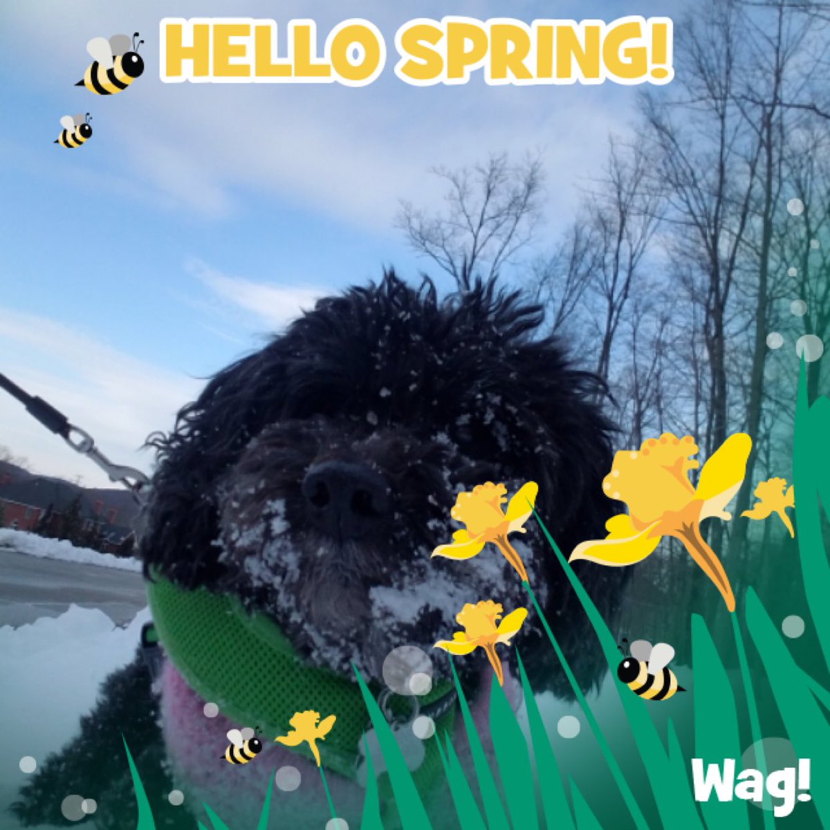daphanknee's tweet image. Just got my dog walked by Wag! Thanks so much @WagWalking!