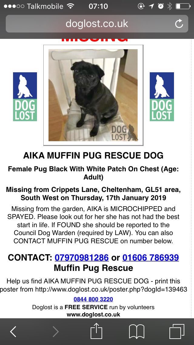 BlueFrenchie1's tweet photo. WHERE IS AIKA PLEASE?π#missingaika https://t.co/x0z20sUPCR